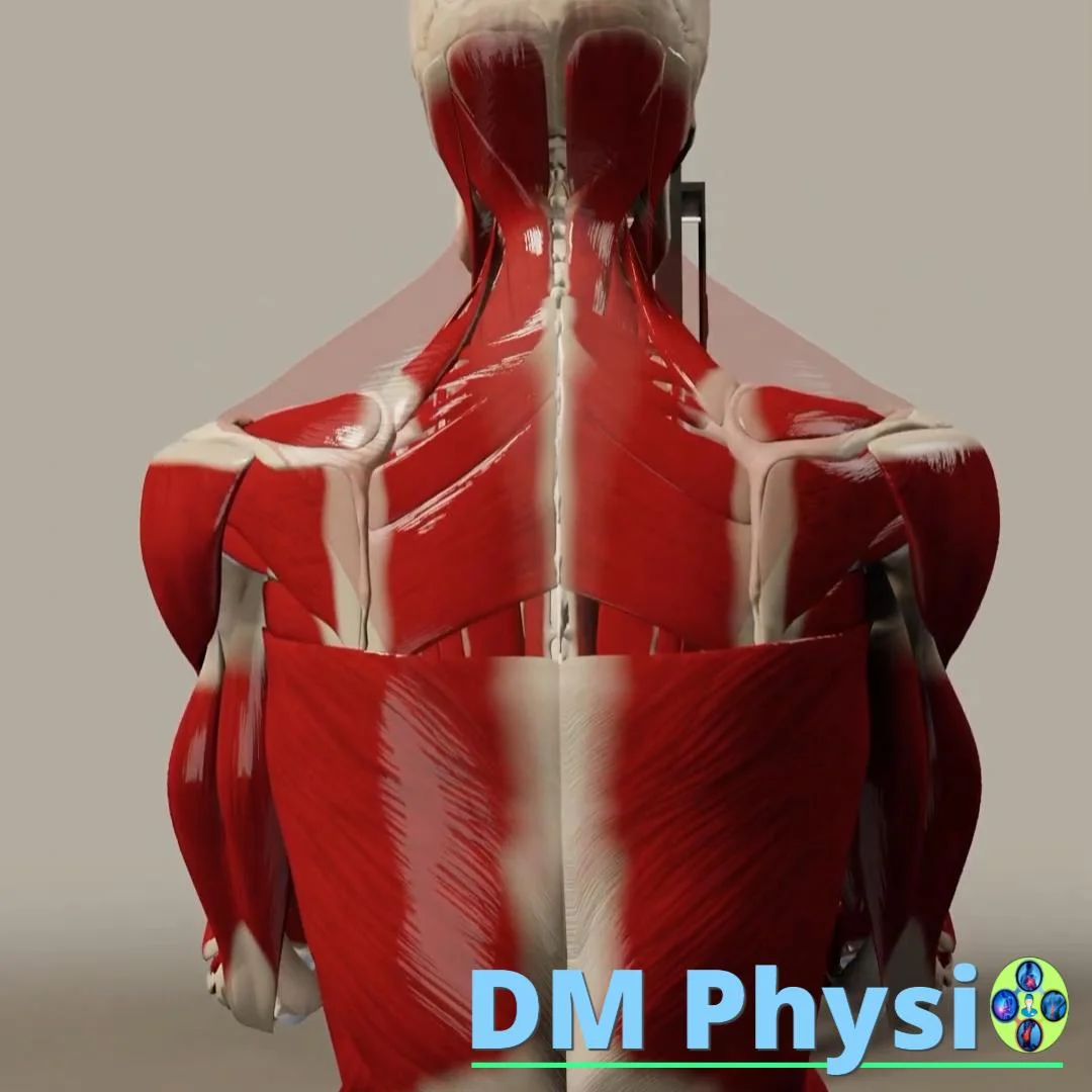 Изображение на мускулите на гърба